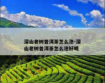 深山老树普洱茶怎么泡-深山老树普洱茶怎么泡好喝