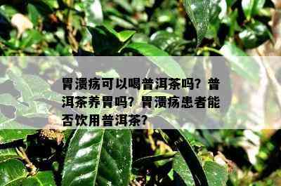 胃溃疡可以喝普洱茶吗？普洱茶养胃吗？胃溃疡患者能否饮用普洱茶？