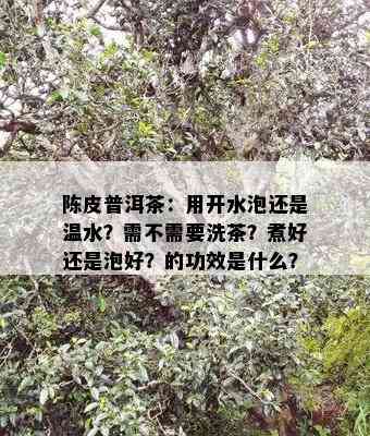 陈皮普洱茶：用开水泡还是温水？需不需要洗茶？煮好还是泡好？的功效是什么？