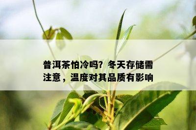 普洱茶怕冷吗？冬天存储需注意，温度对其品质有影响