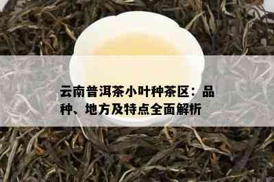 云南普洱茶小叶种茶区：品种、地方及特点全面解析