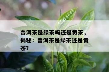 普洱茶是绿茶吗还是黄茶，揭秘：普洱茶是绿茶还是黄茶？