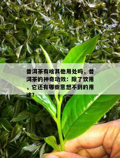 普洱茶有啥其他用处吗，普洱茶的神奇功效：除了饮用，它还有哪些意想不到的用途？