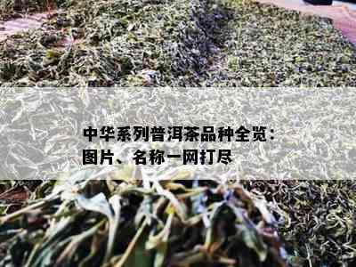 中华系列普洱茶品种全览：图片、名称一网打尽