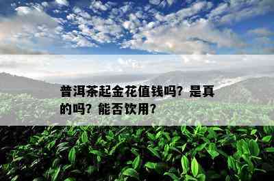 普洱茶起金花值钱吗？是真的吗？能否饮用？