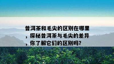 普洱茶和毛尖的区别在哪里，探秘普洱茶与毛尖的差异，你了解它们的区别吗？