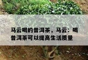 马云喝的普洱茶，马云：喝普洱茶可以提高生活质量