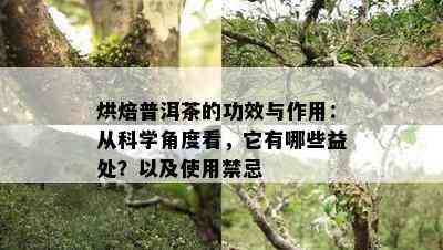 烘焙普洱茶的功效与作用：从科学角度看，它有哪些益处？以及使用禁忌