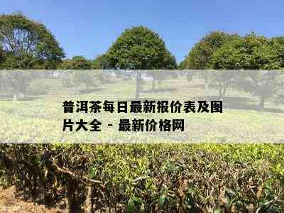 普洱茶每日最新报价表及图片大全 - 最新价格网