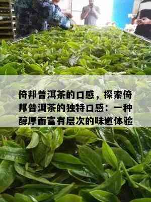 倚邦普洱茶的口感，探索倚邦普洱茶的独特口感：一种醇厚而富有层次的味道体验