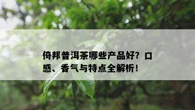 倚邦普洱茶哪些产品好？口感、香气与特点全解析！