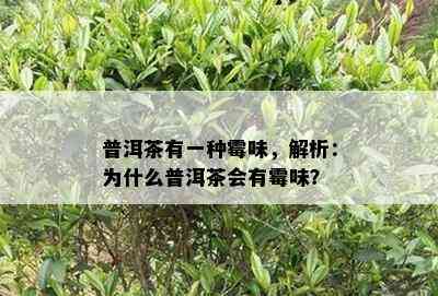 普洱茶有一种霉味，解析：为什么普洱茶会有霉味？