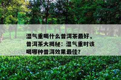 湿气重喝什么普洱茶更好，普洱茶大揭秘：湿气重时该喝哪种普洱效果更佳？