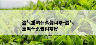 湿气重喝什么普洱茶-湿气重喝什么普洱茶好