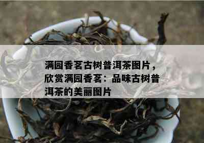 满园香茗古树普洱茶图片，欣赏满园香茗：品味古树普洱茶的美丽图片