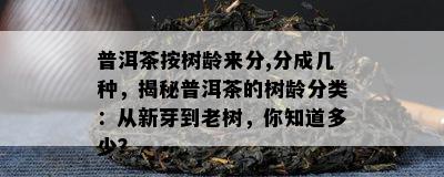 普洱茶按树龄来分,分成几种，揭秘普洱茶的树龄分类：从新芽到老树，你知道多少？