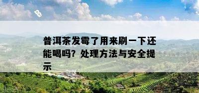 普洱茶发霉了用来刷一下还能喝吗？处理方法与安全提示