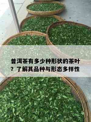 普洱茶有多少种形状的茶叶？了解其品种与形态多样性