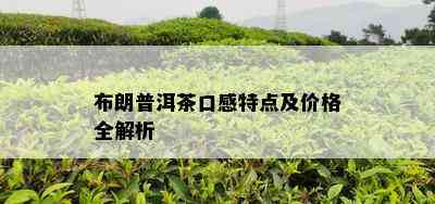 布朗普洱茶口感特点及价格全解析