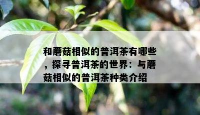 和蘑菇相似的普洱茶有哪些，探寻普洱茶的世界：与蘑菇相似的普洱茶种类介绍