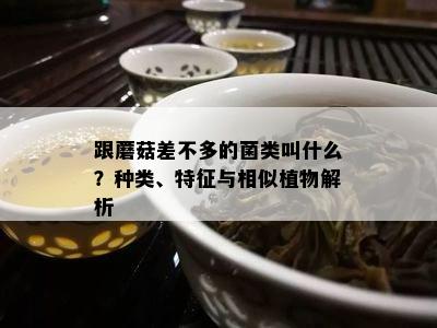 跟蘑菇差不多的菌类叫什么？种类、特征与相似植物解析