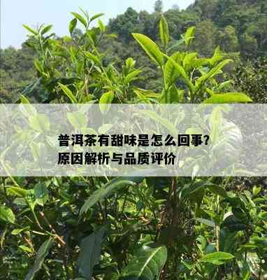 普洱茶有甜味是怎么回事？原因解析与品质评价