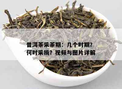 普洱茶采茶期：几个时期？何时采摘？视频与图片详解