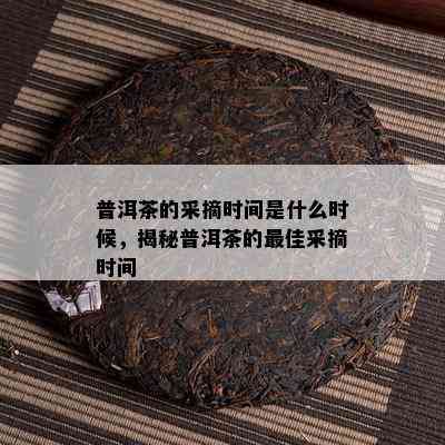 普洱茶的采摘时间是什么时候，揭秘普洱茶的更佳采摘时间