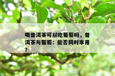 喝普洱茶可以吃葡萄吗，普洱茶与葡萄：能否同时享用？