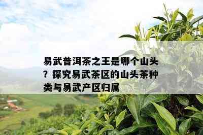 易武普洱茶之王是哪个山头？探究易武茶区的山头茶种类与易武产区归属