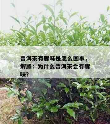 普洱茶有腥味是怎么回事，解惑：为什么普洱茶会有腥味？