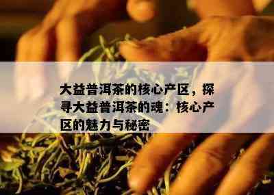 大益普洱茶的核心产区，探寻大益普洱茶的魂：核心产区的魅力与秘密