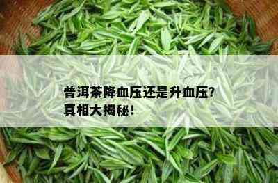 普洱茶降血压还是升血压？真相大揭秘！