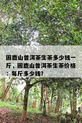 困鹿山普洱茶生茶多少钱一斤，困鹿山普洱茶生茶价格：每斤多少钱？