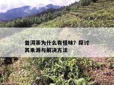 普洱茶为什么有怪味？探讨其来源与解决方法