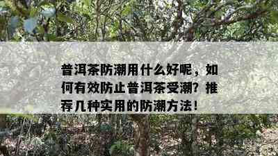 普洱茶防潮用什么好呢，如何有效防止普洱茶受潮？推荐几种实用的防潮方法！