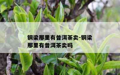 铜梁那里有普洱茶卖-铜梁那里有普洱茶卖吗