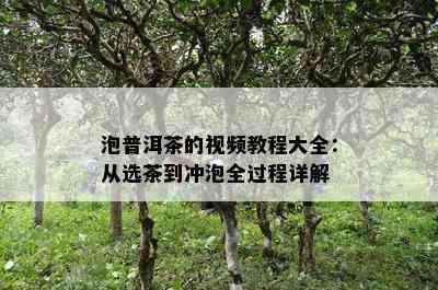 泡普洱茶的视频教程大全：从选茶到冲泡全过程详解