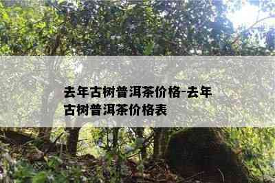 去年古树普洱茶价格-去年古树普洱茶价格表