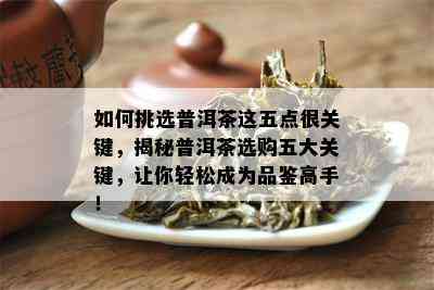 如何挑选普洱茶这五点很关键，揭秘普洱茶选购五大关键，让你轻松成为品鉴高手！