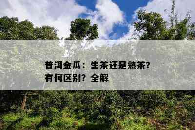 普洱金瓜：生茶还是熟茶？有何区别？全解