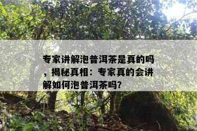 专家讲解泡普洱茶是真的吗，揭秘真相：专家真的会讲解如何泡普洱茶吗？