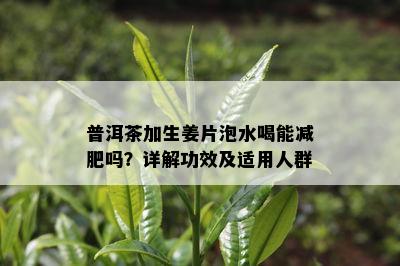 普洱茶加生姜片泡水喝能减肥吗？详解功效及适用人群