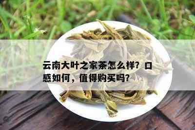 云南大叶之家茶怎么样？口感如何，值得购买吗？