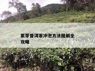 紫芽普洱茶冲泡方法图解全攻略