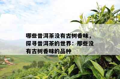 哪些普洱茶没有古树香味，探寻普洱茶的世界：那些没有古树香味的品种