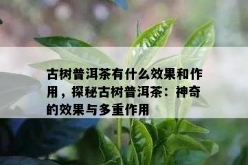 古树普洱茶有什么效果和作用，探秘古树普洱茶：神奇的效果与多重作用