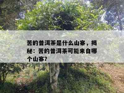 苦的普洱茶是什么山寨，揭秘：苦的普洱茶可能来自哪个山寨？