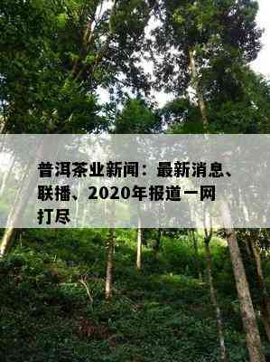 普洱茶业新闻：最新消息、联播、2020年报道一网打尽