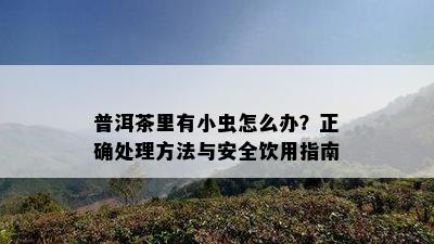 普洱茶里有小虫怎么办？正确处理方法与安全饮用指南